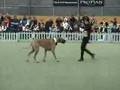 Big Dog Dancing Great Dane - Canine Freestyle