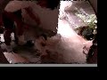 Dogs Dancing
