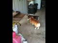 Dewey and cousins