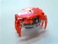 バンダイのカニロボ「HEX BUG Crab」起動