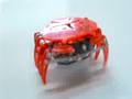 バンダイのカニロボ「HEX BUG Crab」起動