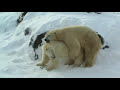 Polar Bears Mating