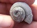 Introduction to Fossil Gastropod Snails