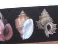 Introduction to Fossil Gastropod Snails