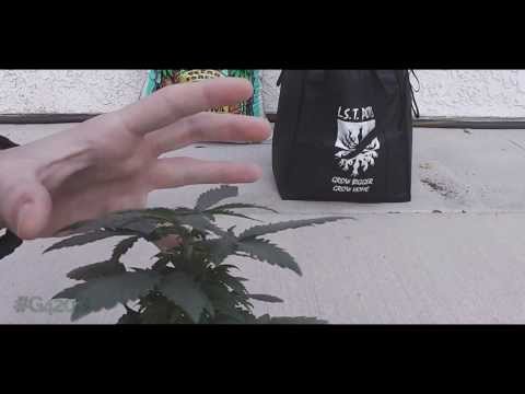 how to replant my weed plant