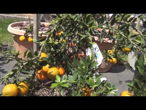 how to fertilize lime trees