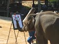 an elephant painting