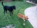Cinnamon meets Jack