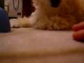 Toy Poodle video