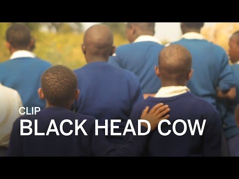 Watch The Trailer For "Black Head Cow"