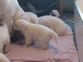 puppies owczarek podhalanski