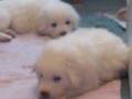 videos de puppies owczarek podhalanski