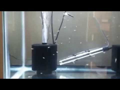 how to care angelfish
