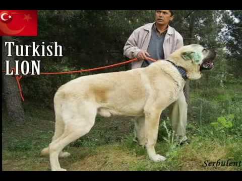 kangal