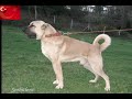 Turkish Kangal - The biggest Dog in the World [HQ]