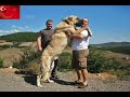 Der Grösste Hund Auf Der Welt (Turkish Kangal)(THE BIGGEST DOG OF THE WORLD)