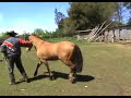 Cruza de potro con yegua chilenos Cruza de potro con yegua chilenos