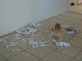 Destruindo o Rolo de papel toalha II (continua��o)