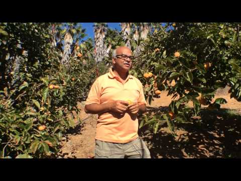 how to harvest fuyu persimmons