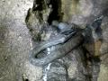 Cueva Culebrones