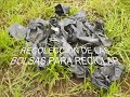 JORNADA DE REFORESTACION EN EL PARQUE MITAR