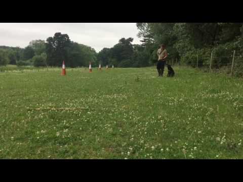 - Fallowfen Training Kennels - Fallowfen Training Kennels