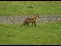 Fuchsjagd - Beobachten sie einen Fuchs bei der M�usejagd