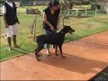 DOBERMANN - VON BORGHEN KENNEL - ATIVIDADES DOBERMANN - VON BORGHEN KENNEL - ATIVIDADES