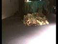 videos de Hide and seek, Camouflage Dance Kids performance
