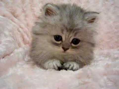 Tiger Lily - Persian cats for sale!
