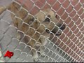Wanted: New Homes for Hurricane-displaced Dogs