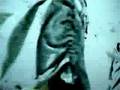 Mozart Requiem - projection - part5 - Rex tremendae