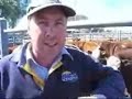 Dry weather brings flush of cattle to Swan Hill markets