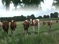 Tyskland 1 Tyskland 1
