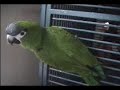 techno birds :D techno birds :D
