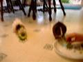 videos de Crunchy Munchy Piggie Wiggie