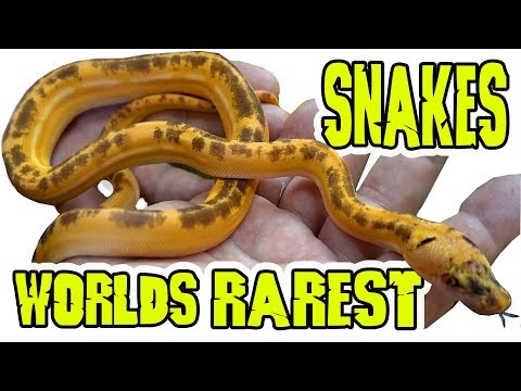 YouTube reptile video