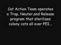 Cat Action Team