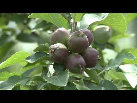 Președintele a lansat un nou proiect de dezvoltare a sportului în regiuni