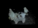 piticli-toma-1.html
