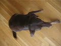 Kayla - Dog Show USA