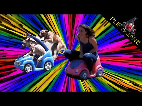 Dog vs Girl Car Racing
