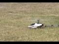 BlitzRCworks Raven 450X 3D RTF Helicopter Flight Review!