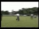 the great flea-flicker the great flea-flicker