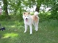 Akita Inu: C\