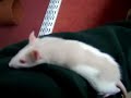 Baby pet rats free-ranging - 3.5 weeks old #3