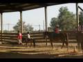 Horse Happy  an original tune by MelloMel & Company
