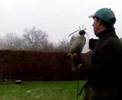 Roofvogelshow door Raf in Witry