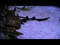 Histrio histrio, anglerfisch