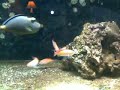 Tiny queen angel - Anthias - naso litturatus
